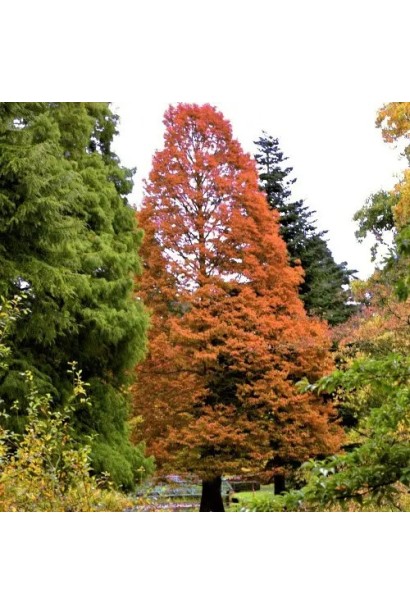 Висота Метасеквоя Олл Бронзе